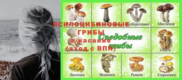 индика Богданович